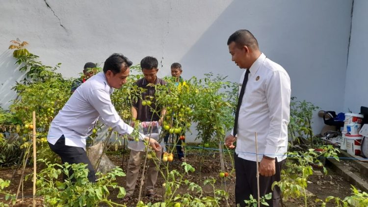 Tomat Segar dari Balik Jeruji: Lapas Kalianda Panen Raya Hasil Pembinaan Warga Binaan