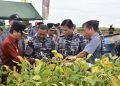 Lanal Lampung Siap Total! Sambut Kunker Kasal TNI AL dan Panen Kedelai 30 Hektar di Kotabumi, Wujud Nyata Ketahanan Pangan Nasional