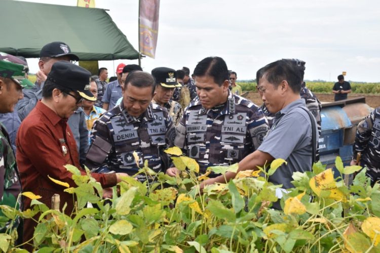 Lanal Lampung Siap Total! Sambut Kunker Kasal TNI AL dan Panen Kedelai 30 Hektar di Kotabumi, Wujud Nyata Ketahanan Pangan Nasional