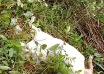 Heboh! Kambing Warga Pematangsawa Dimangsa Diduga Beruang, Polisi Turun Tangan