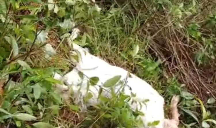 Heboh! Kambing Warga Pematangsawa Dimangsa Diduga Beruang, Polisi Turun Tangan