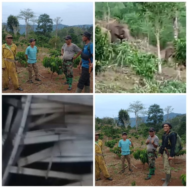 Warga Bandar Negeri Semuong Diwarnai Panik, Gajah Liar Serang dan Rusak Gubuk di Blok 3