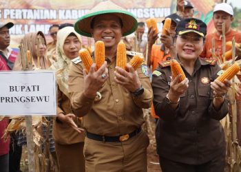 Jagung Pringsewu Jadi Primadona, Bupati Ungkap Strategi Tingkatkan Kesejahteraan Petani