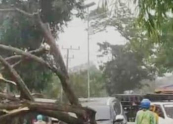 Hujan Deras + Angin Kencang di Pringsewu: Pohon Mahoni Tumbang Timpa Pajero, Warganet Ikut Deg-degan!