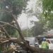 Hujan Deras + Angin Kencang di Pringsewu: Pohon Mahoni Tumbang Timpa Pajero, Warganet Ikut Deg-degan!