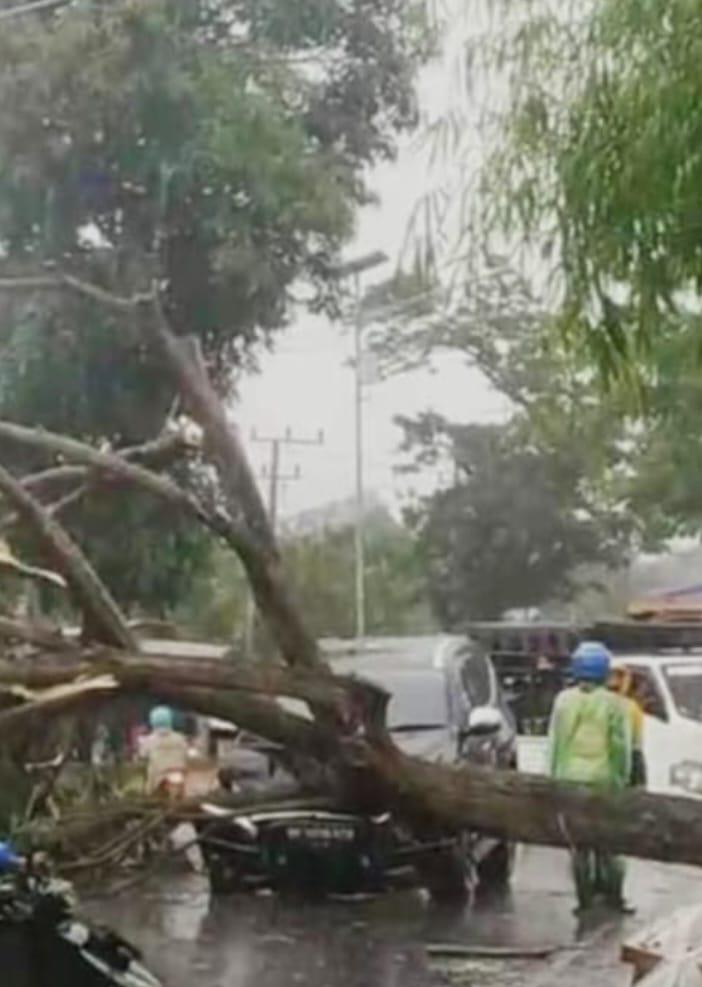 Hujan Deras + Angin Kencang di Pringsewu: Pohon Mahoni Tumbang Timpa Pajero, Warganet Ikut Deg-degan!