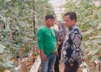 Bupati Pringsewu Kunjungi Gabe Farm Budidaya Melon Hidroponik