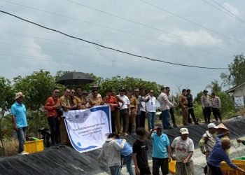 Kolaborasi Nasional Hidupkan Tambak Rakyat, Dipasena Kembali Produktif