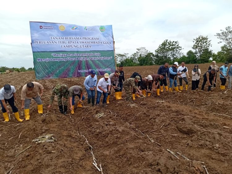 Tanam Serentak Tebu Digelar, Petani Lampung Sambut Antusias