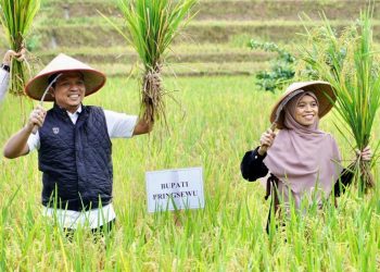Panen Raya Padi Sehat, Pemkab Pringsewu Perkuat Program Pertanian Berkelanjutan