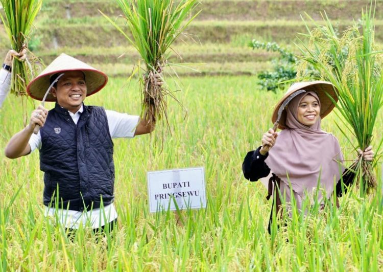 Panen Raya Padi Sehat, Pemkab Pringsewu Perkuat Program Pertanian Berkelanjutan