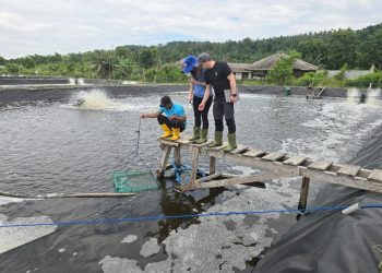 Industri Udang Indonesia Punya Peluang Besar, Inovasi Pakan Jadi Kunci