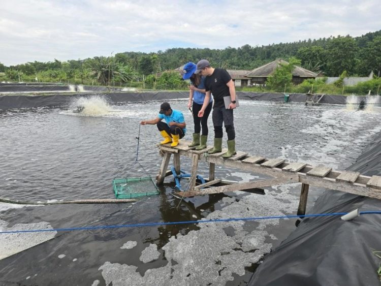 Industri Udang Indonesia Punya Peluang Besar, Inovasi Pakan Jadi Kunci