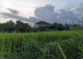Dendam dari Dalam Rimba: Kisah Terlarang yang Mematikan