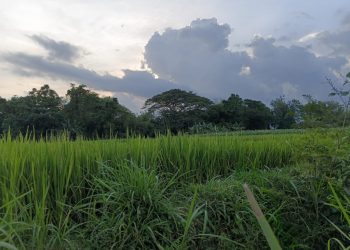 Dendam dari Dalam Rimba: Kisah Terlarang yang Mematikan