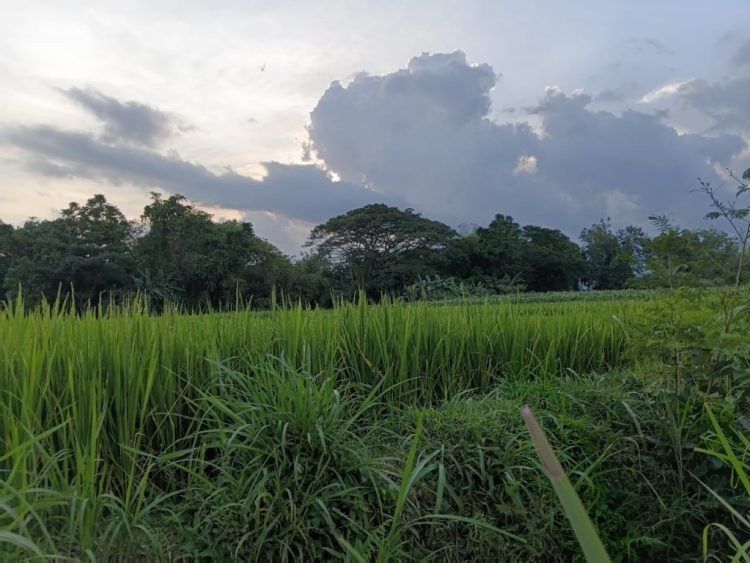 Dendam dari Dalam Rimba: Kisah Terlarang yang Mematikan