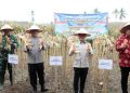 Panen Raya Jagung Nasional Jadi Simbol Penguatan Ketahanan Pangan Indonesia
