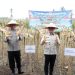 Panen Raya Jagung Nasional Jadi Simbol Penguatan Ketahanan Pangan Indonesia