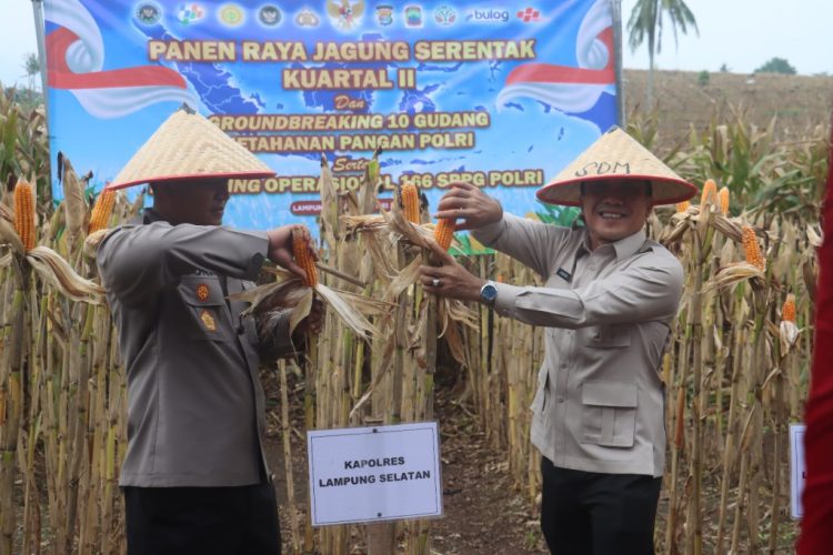 Presiden Prabowo Pimpin Panen Raya Jagung, Lampung Selatan Tunjukkan Dukungan Nyata