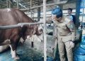 Kerja Sama Pemkab Pringsewu dan AM Farm Diperpanjang, Fokus Pengawasan RPH