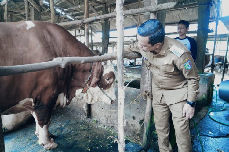 Kerja Sama Pemkab Pringsewu dan AM Farm Diperpanjang, Fokus Pengawasan RPH