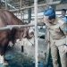 Kerja Sama Pemkab Pringsewu dan AM Farm Diperpanjang, Fokus Pengawasan RPH