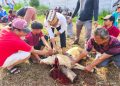 PPTQ MSI Lampung Bagikan Ratusan Paket Daging Qurban untuk Santri dan Warga