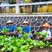 Lapas Kalianda Wujudkan Ketahanan Pangan Melalui Program Pertanian Produktif