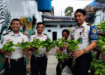 Dari Lahan Pembinaan, Warga Binaan Lapas Kalianda Hasilkan Panen Pakcoy Berkualitas