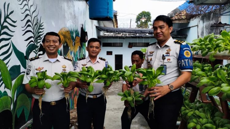 Dari Lahan Pembinaan, Warga Binaan Lapas Kalianda Hasilkan Panen Pakcoy Berkualitas