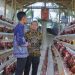 Riyanto Pamungkas: Ngopi Serasi Jadi Jembatan Aspirasi Masyarakat hingga Tingkat Pekon