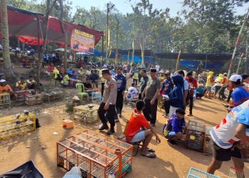 700 Peserta Adu Kecepatan Merpati Kolong di Pringsewu, Total Hadiah Rp50 Juta