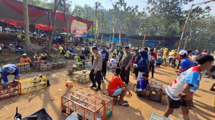 700 Peserta Adu Kecepatan Merpati Kolong di Pringsewu, Total Hadiah Rp50 Juta