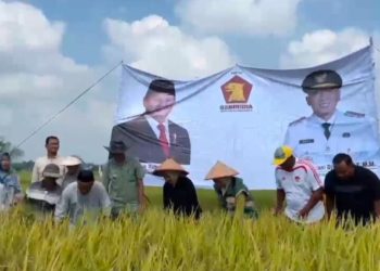 Panen Raya di Desa Tanjung Sari, Erma Yusneli Ajak Perkuat Sinergi Demi Ketahanan Pangan Lampung Selatan