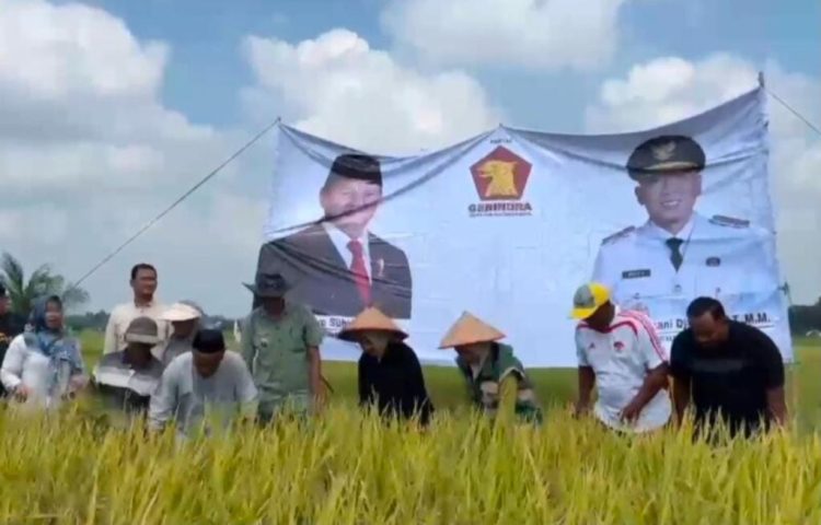 Panen Raya di Desa Tanjung Sari, Erma Yusneli Ajak Perkuat Sinergi Demi Ketahanan Pangan Lampung Selatan