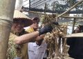 Tanggamus Cetak Bawang Putih Grade A, Pemkab Siapkan Lahan Baru untuk Pengembangan