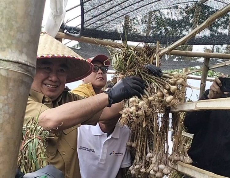 Tanggamus Cetak Bawang Putih Grade A, Pemkab Siapkan Lahan Baru untuk Pengembangan