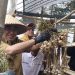 Tanggamus Cetak Bawang Putih Grade A, Pemkab Siapkan Lahan Baru untuk Pengembangan