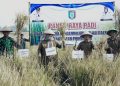 Panen Raya Gadu 2026, Umi Laila: Pertanian Pringsewu Punya Potensi Besar
