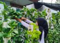 Lapas Kalianda Manfaatkan Metode Vertikultur untuk Budidaya Pakcoy dan Selada