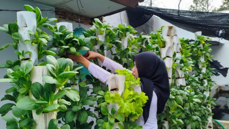 Lapas Kalianda Manfaatkan Metode Vertikultur untuk Budidaya Pakcoy dan Selada