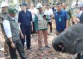 Way Kambas Diperkuat Pagar dan Tanggul, Ini Strategi Cegah Konflik Gajah