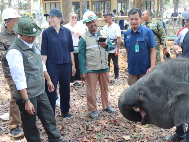 Way Kambas Diperkuat Pagar dan Tanggul, Ini Strategi Cegah Konflik Gajah