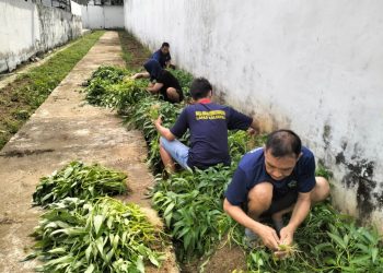 Lapas Kalianda Ajarkan WBP Bertani, Rawat Tomat hingga Panen Kangkung