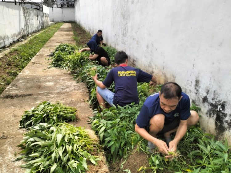 Lapas Kalianda Ajarkan WBP Bertani, Rawat Tomat hingga Panen Kangkung