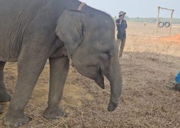 Sepuluh Tahun Berlalu, Luka Jerat Masih Membekas pada Erin, Gajah Betina Way Kambas