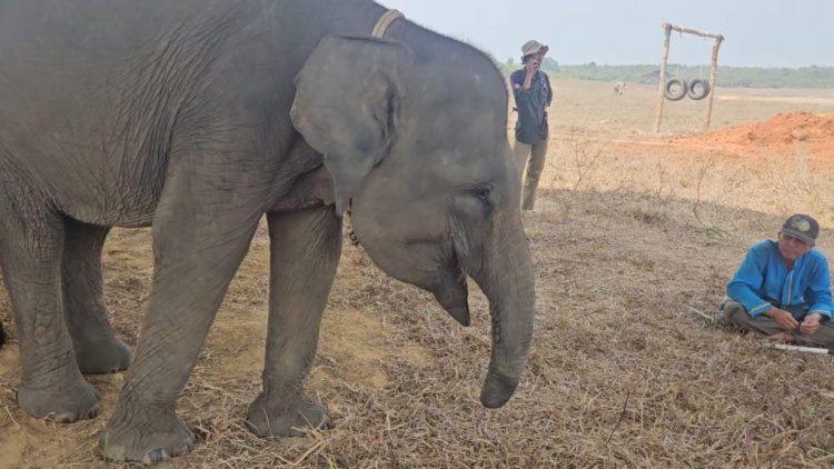 Sepuluh Tahun Berlalu, Luka Jerat Masih Membekas pada Erin, Gajah Betina Way Kambas