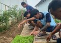 Pembibitan Pakcoy Jadi Program Kemandirian Warga Binaan Lapas Kalianda