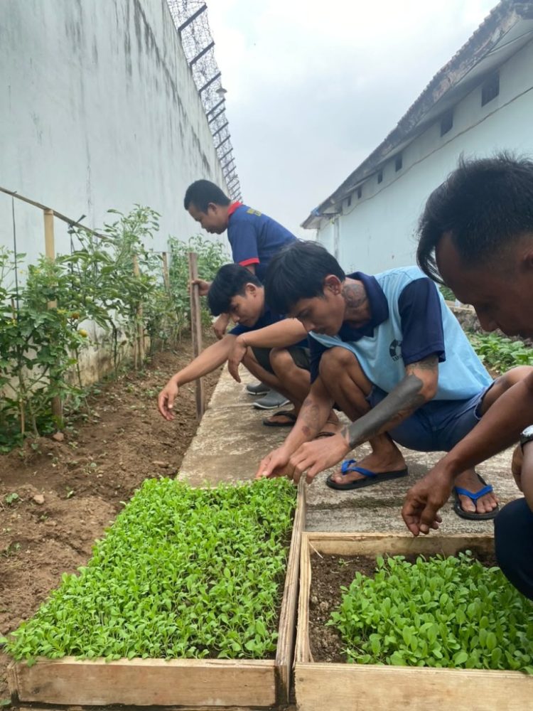 Pembibitan Pakcoy Jadi Program Kemandirian Warga Binaan Lapas Kalianda