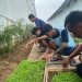 Pembibitan Pakcoy Jadi Program Kemandirian Warga Binaan Lapas Kalianda